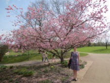 Cherry blossoms in Killesberg Park