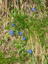 Bright blue Alpine flowers